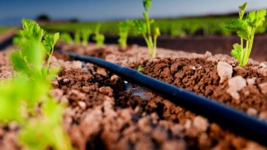 گذار همدان از آبیاری سنتی به نوین؛ راهبرد حفظ منابع آبی