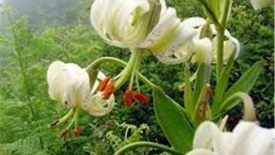 گلدهی سوسن چلچراغی در رودبار
