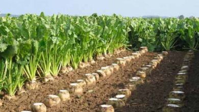 گلستان دومین تولید کننده چغندرقند پاییزه کشور