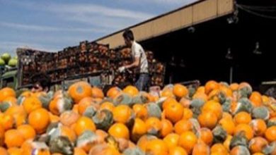 ۳۰ درصد از محصولات باغی چهارمحال و بختیاری به ضایعات تبدیل می‌شود