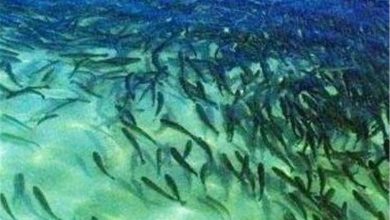 ۴ میلیون قطعه بچه ماهی در رودخانه های مازندران رهاسازی می شود