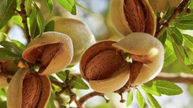 آغاز برداشت بادام از نگین سبز چهارمحال و بختیاری