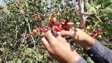 آغاز برداشت پسته در خراسان جنوبی