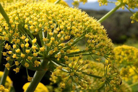 احیا رویشگاه‌های باریجه در خراسان شمالی