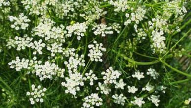 استان سمنان رویشگاه طلای سبز