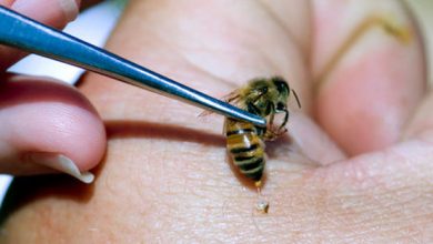 اعلام نظر یک مرجع علمی زنبورعسل از تاثیرات آپی‌تراپی بر بیماری ام اس و کرونا- کووید 19