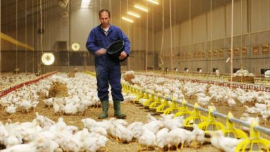 اقدامات دولت، مرغداران را دلال نهاده کرده است