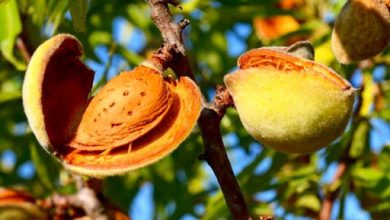 بادام سامان، صاحب بِرنَد می‌شود