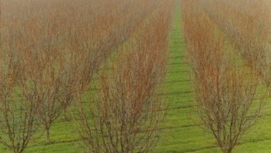 باغات نمونه دیم روی اراضی شیبدار احداث شود