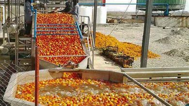 بخش کشاورزی شرق گلستان نیازمند صنایع تبدیلی