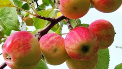 برداشت سیب تابستانه در خراسان شمالی