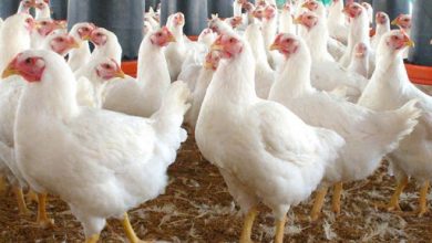 تأمین نصف نیاز کشور به مرغ گوشتی با عرضه جوجه آریان از آبان