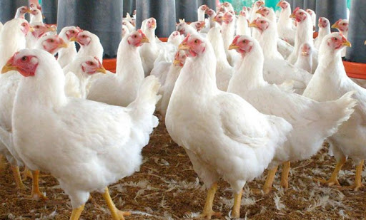 تأمین نصف نیاز کشور به مرغ گوشتی با عرضه جوجه آریان از آبان
