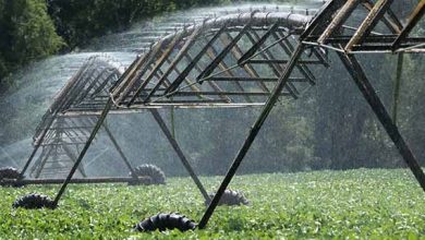 توصيه های هواشناسی کشاورزی از تاريخ 15 مرداد ماه لغايت 18 مرداد ماه 99