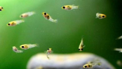 تولید سالانه 46 میلیون قطعه بچه ماهی در چهارمحال و بختیاری