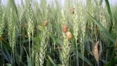 تیر «سن» در زنجان به هدف نخورد