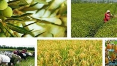 خسارات کرونا به مشاغل بخش کشاورزی درخواست تسهیلات ۲۰ هزارمیلیاردی