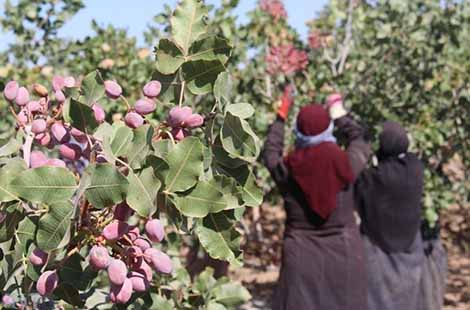 خسارت 23 هزار میلیارد ریالی کرونا به بخش گل و گیاه پسته در 28 استان کشت می‌شود
