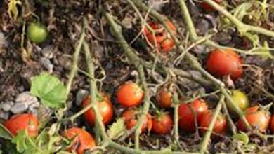 راهکار کاهش ضایعات محصولات کشاورزینقش تعلیق غیرقانونی «قانون تمرکز» در تشدید ضایعات