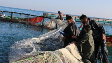 رونق صادرات قطب صیادی شمال آلمان و انگلیس مصرف‌کننده آبزیان ایران