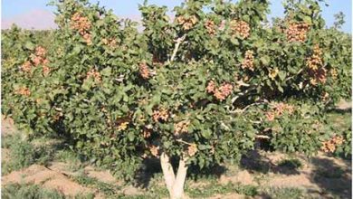 سازگاری با اقلیم لرستان و ضرورت توسعه کشت درخت پسته