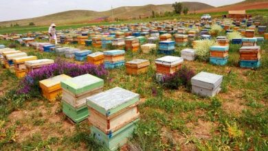 سرشماری زنبورستان های کشور با شیوع کرونا انجام نمی شود