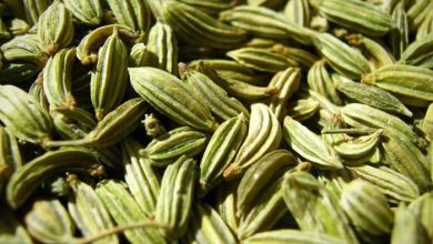 طلای سبز خراسان رضوی یکه‌تاز در کیفیت و کمیت