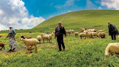عشایر، جنگل‌بانان و محیط‌بانان رایگان کشور هستند