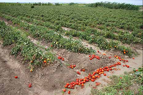 فرد سودجویی که با انگیزه کشت گوجه فرنگی زمین‌ تصرف می‌کرد