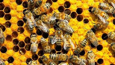 میزان قند مصرفی در کلنی و زنبورهای عسل