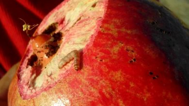 چگونه کرم گلوگاه انار را مدیریت کنیم؟