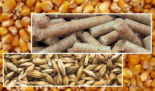 کاهش مصرف نهاده‌های دامی با اجرای طرح ملی تولید مرغ گوشتی سایز