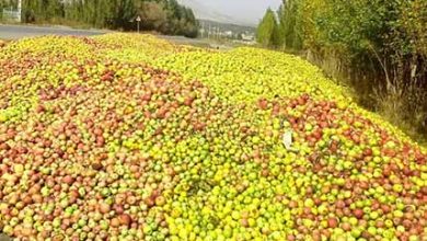 کوتاه کردن دست دلالان، چاره سیب صنعتی بدمنظر در آذربایجان‌غربی