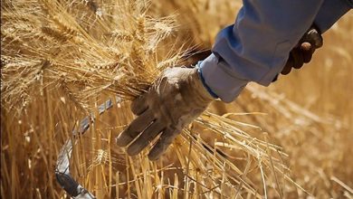 گندمکاران دولت یا گندم ما را به قیمت جهانی بخرد یا اجازه صادرات بدهد