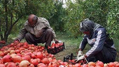 ۱۶۰ میلیون دلار محصول کشاورزی از کردستان صادر شد افزایش ۵۱ درصدی با وجود شیوع کرونا