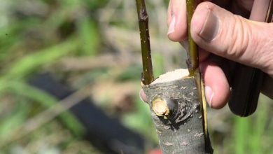 ارتقاء عملکرد تولید گردو 2.5 به 4.5 تن در هکتار در طرح سرشاخه کاری