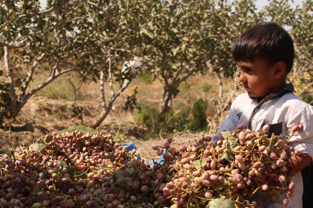استان سمنان میزبان باغ‌های مادری پسته، زردآلو، بادام و انگور می‌شود