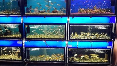 افزایش ۳۰ درصدی تولید ماهیان زینتی در چهارمحال و بختیاری