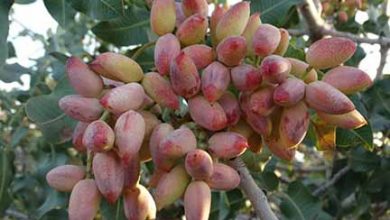 افزایش ۳۰ درصدی تولید پسته کشور