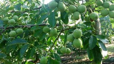 ایجاد باغ مادری گردو در تویسرکان