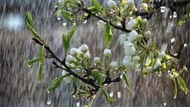 بارش‌های امسال 29 درصد بیش 1از متوسط 50 سال اخیر شد باد شدید و گرد و خاک در شرق کشور تا 5 روز آینده