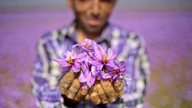 بازارچه زعفران فاروج همزمان با برداشت محصول افتتاح می‌شود