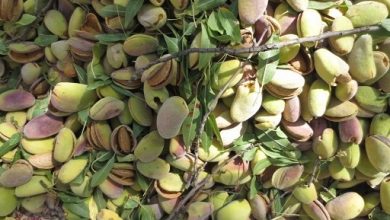 برداشت بادام از باغات سروآباد آغاز شد