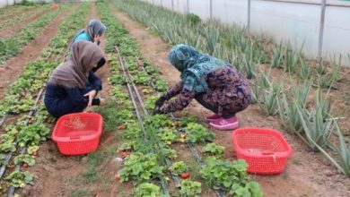 توانمندسازی زنان روستایی و عشایری در عرصه های کشاورزی