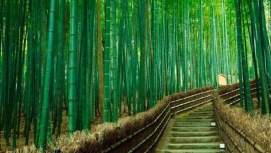 توسعه جنگل های بامبو به سود گیلان است