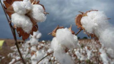 توصيه های هواشناسی کشاورزی از تاريخ 2 مهر لغايت 6 مهر 99