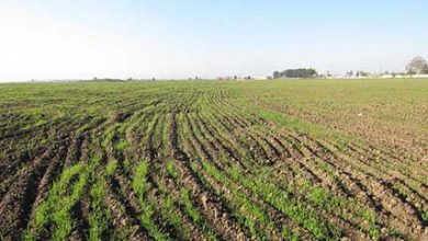 توصيه های هواشناسی کشاورزی از تاريخ 6 مهر لغايت 9 مهر 99