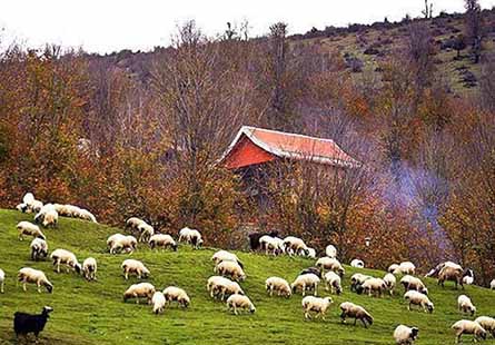 جایگاه درخشان دامپروری ماسال در گیلان