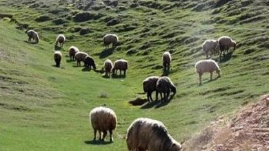 حذف چرای دام در مراتع خطرناک است؟