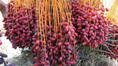 خوزستان ایستاده بر بام صادرات خرما با پیش‌بینی صادرات ۹۰ هزار تن